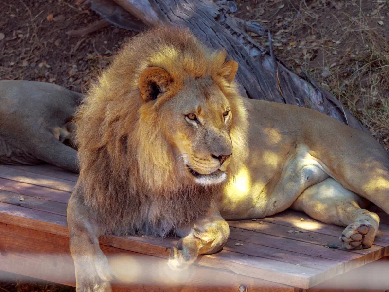 Oakland Zoo